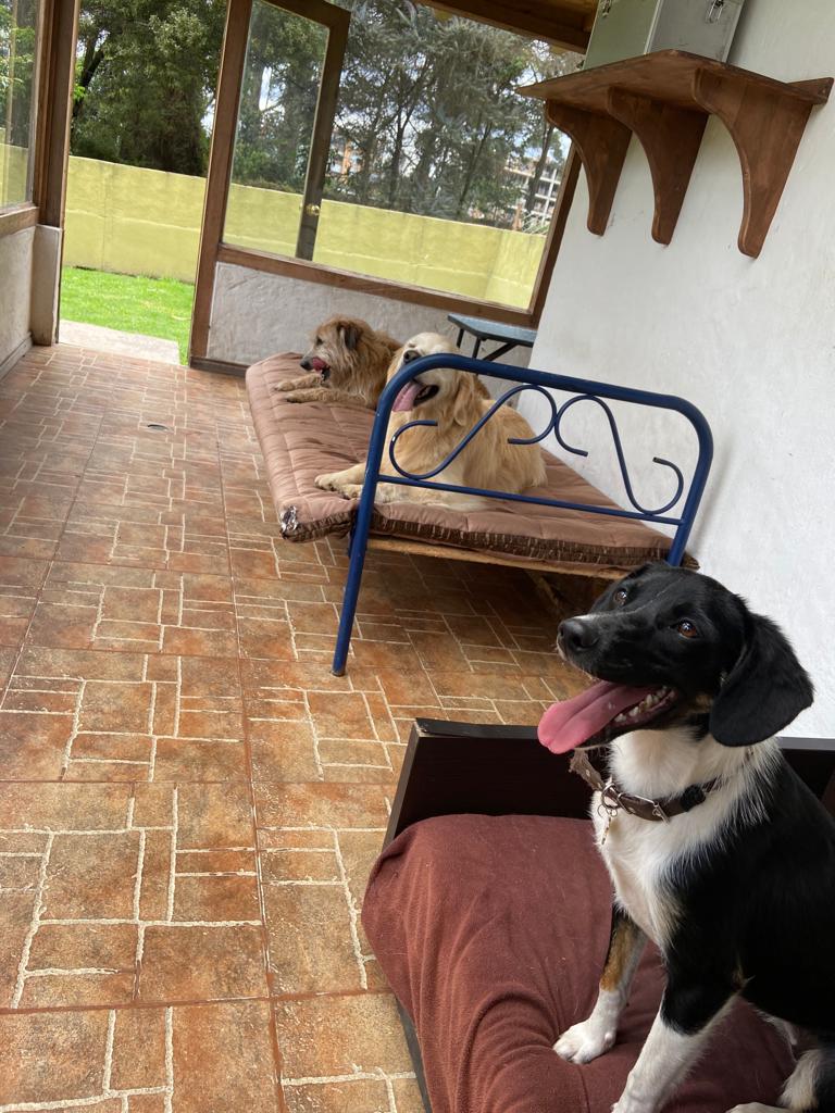Guardería canina en Bogotá