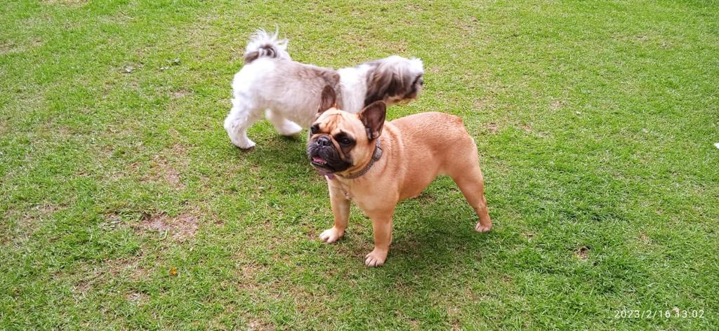 Zona verde para perros