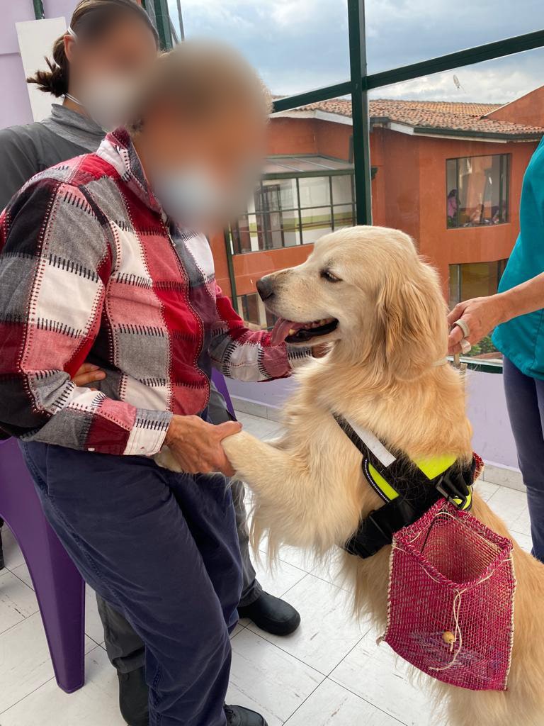 Perros jugando en CanBridge