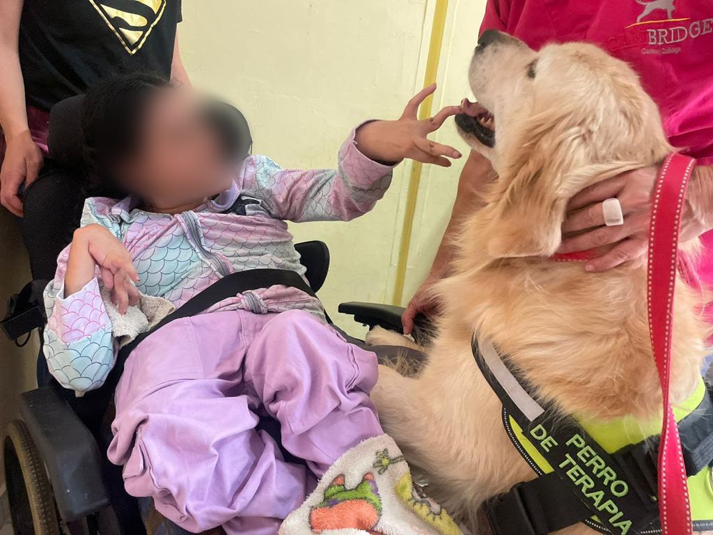 Perros de terapia y apoyo emocional