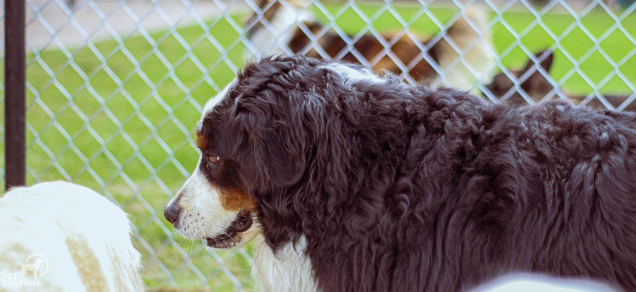 Zonas verdes para perros en CanBridge