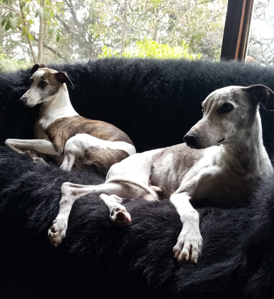 Guardería Canina en Bogotá y Chía