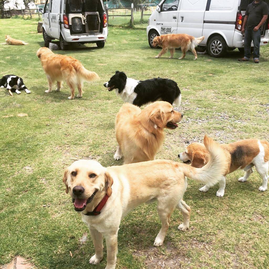 Adiestramiento canino en Chía y Bogotá