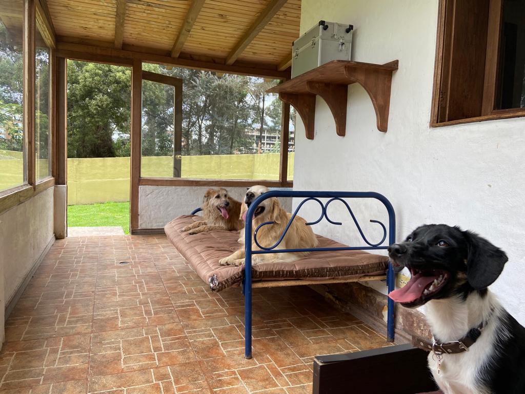 Dormitorios individuales en guardería canina